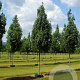 Acer rubrum 'Karpick' 40-45 HO draadkluit 250 cm stam