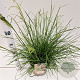 Deschampsia cesp. 'Palava' 40-60 cm 4,0L
