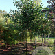 Acer rubrum 'October Glory' 14-16 HO draadkluit