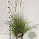 Miscanthus sinensis 'Yakushima Dwarf' 30-40 cm 4,0L