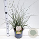 Miscanthus sin. 'Kleine Silbersp.' 40-50 cm 4,0L