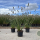 Pennisetum al. 'Hameln' 30-40 cm 2,0L