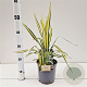 Yucca filamentosa 'Color Guard' 25-30 cm 2,5L