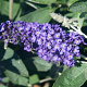 Buddleja davidii Free Petite 'Blue Haven' 30-40 cm 3,0L