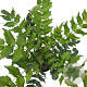 Mahonia bealei 30-40 cm 2,5L