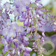 Wisteria formosa 'Issai Perfect' 70-80 cm rozenpot 2L
