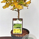 Acer shirasawanum 'Aureum' 20-25 cm 3,0L