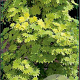 Acer shirasawanum 'Aureum' 25-30 cm 5,0L