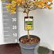 Acer shirasawanum 'Aureum' 40-50 cm 5,0L
