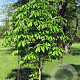 Aesculus hip. 'Pyramidalis' 250-300 cm cont. 130L