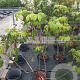 Aesculus parviflora 80-100 cm 7,5L 2 tak