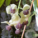 Akebia quinata 'Cream Form' 200-250 cm 20L 3 stok