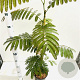 Albizia julibrissin 80-100 cm 3,0L