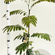 Albizia julibrissin 80-100 cm 3,0L