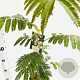 Albizia julibrissin 80-100 cm 3,0L