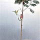 Albizia julibr. 'Evi's Pride' 200-225 cm 10L