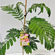 Albizia julibr. Ombrella 60-80 cm 3,0L