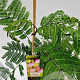 Albizia julibr. Ombrella 60-80 cm 3,0L