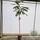 Albizia julibr. Ombrella 180 cm stam 7,5L