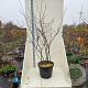 Amelanchier lamarckii 200-250 cm cont. 55L meerstammig