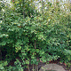 Amelanchier lamarckii 225-250 cm draadkluit solitair opgeknipt