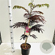 Albizia julibr. 'Summer Chocolate' 40-60 cm 3,0L