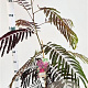 Albizia julibr. 'Summer Chocolate' 80-100 cm 3,0L