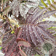 Albizia julibr. 'Summer Chocolate' 150 cm stam 7,5L