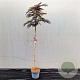 Albizia julibr. 'Summer Chocolate' 150 cm stam 7,5L