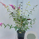 Buddleja d. 'Pink Delight' 80-100 cm 7,5L