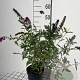 Buddleja d. 'Royal Red' 40-60 cm 2,0L