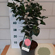 Camellia j. 'Lady Campbell' 40-50 cm 5,0L