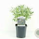 Caryopteris cland. 'Kew Blue' 30-40 cm 2,0L