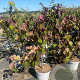 Cercis can. 'Forest Pansy' 80-100 cm 15L