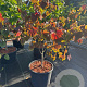 Cercis can. 'Forest Pansy' 80-100 cm 15L