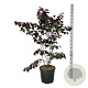 Cercis can. 'Forest Pansy' 150-175 cm 30L extra