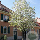 Amelanchier arborea 'Robin Hill' 350-400 cm cont. 130L meerstammig