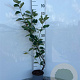 Amelanchier lamarckii 80-100 cm 2,0L