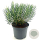 Andromeda glaucophylla 20-25 cm 2,0L