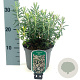 Andromeda polifolia 'Blue Ice' 15-20 cm 2,0L