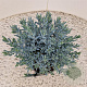 Andromeda polifolia 'Blue Lagoon' 12-15 cm 2,5L