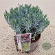 Andromeda polifolia 'Blue Lagoon' 12-15 cm 2,5L