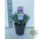 Andromeda polifolia 'Blue Lagoon' 15-20 cm 2,0L