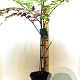Aralia elata 40-50 cm 5,0L