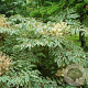 Aralia elata 'Aureovariegata' 100-125 cm 20L