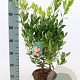 Arbutus unedo 'Compacta' 40-50 cm 3,0L vertakt
