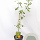 Argyrocytisus battandieri 40-60 cm 3,0L