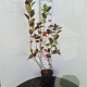 Aronia melanocarpa 100-110 cm 5,0L