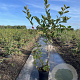 Aronia melanocarpa 100-125 cm 7,5L solitair