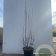 Aronia melanocarpa 100-125 cm 7,5L solitair